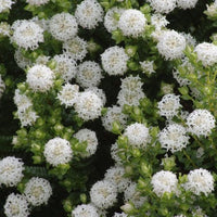Pimelea ferruginea 'Snowball' - Ladybird Nursery