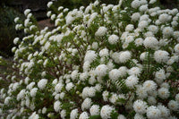 Pimelea ferruginea 'Snowball' - Ladybird Nursery