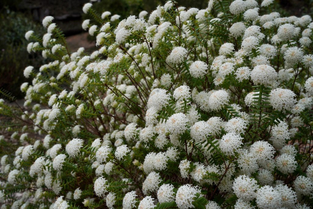 Pimelea ferruginea 'Snowball' - Ladybird Nursery