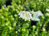 Pimelea ferruginea 'Snowball' - Ladybird Nursery