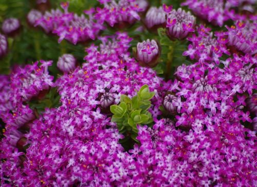 Pimelea ferruginea 'Magenta Mist' - Ladybird Nursery