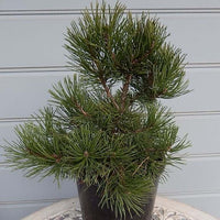Pincushion (Pinus mugo) - Ladybird Nursery