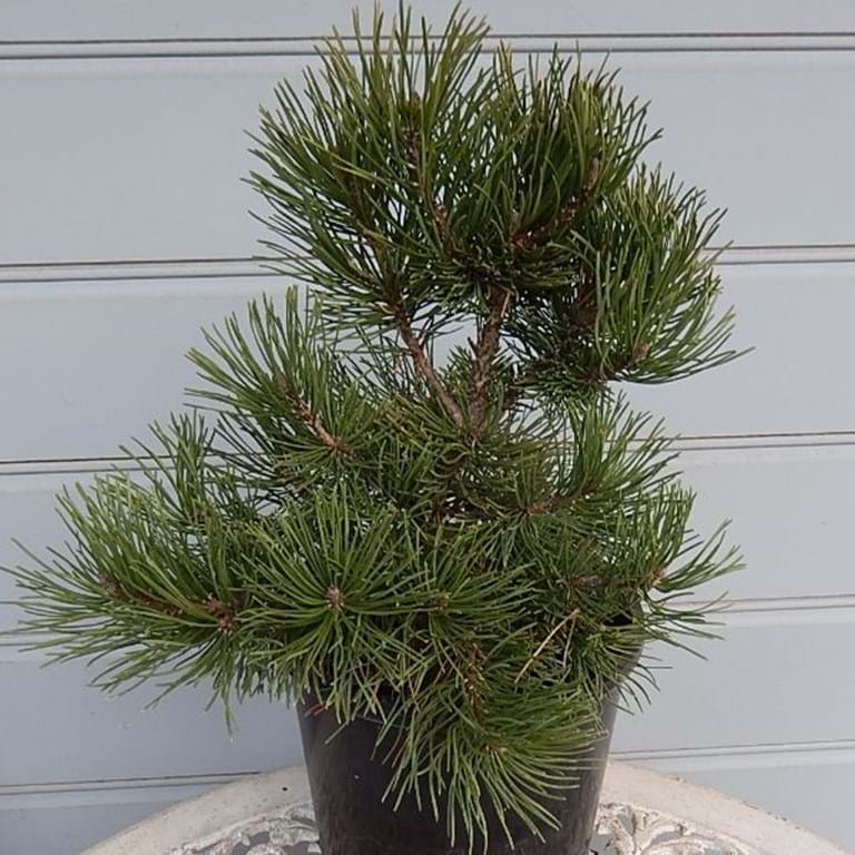 Pincushion (Pinus mugo) - Ladybird Nursery