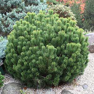 Pincushion (Pinus mugo) - Ladybird Nursery