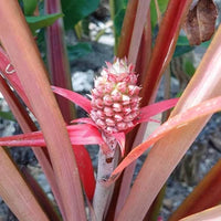 Pineapple 'Mila Red' (Ananas comosus)