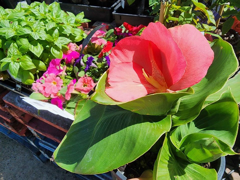 Pink Canna Lily - Ladybird Nursery