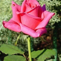 Rose Kardinal 3 ft Standards (Rosa)