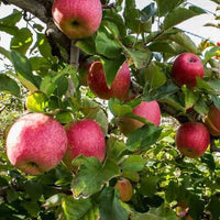 Apple 'Pink Lady'