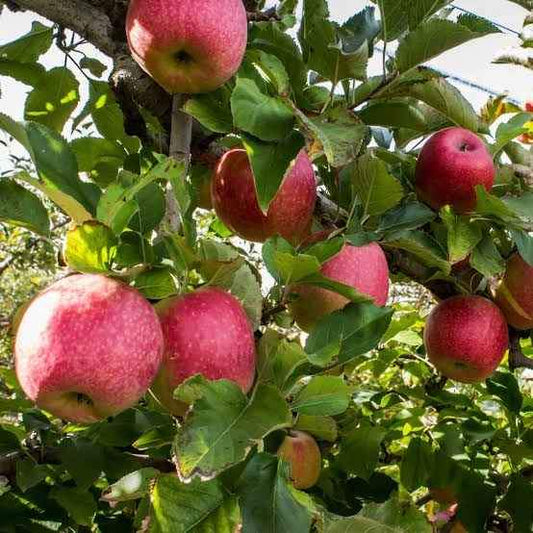 Apple 'Pink Lady'