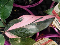 Philodendron 'Pink Princess'