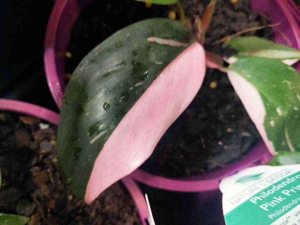 Philodendron 'Pink Princess'