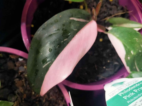 Philodendron 'Pink Princess' - Ladybird Nursery