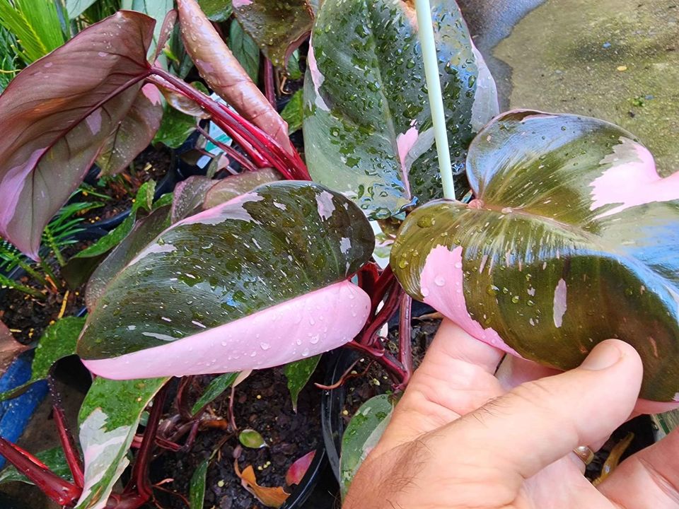Philodendron 'Pink Princess'