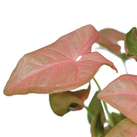 Syngonium Neon Robusta - Ladybird Nursery