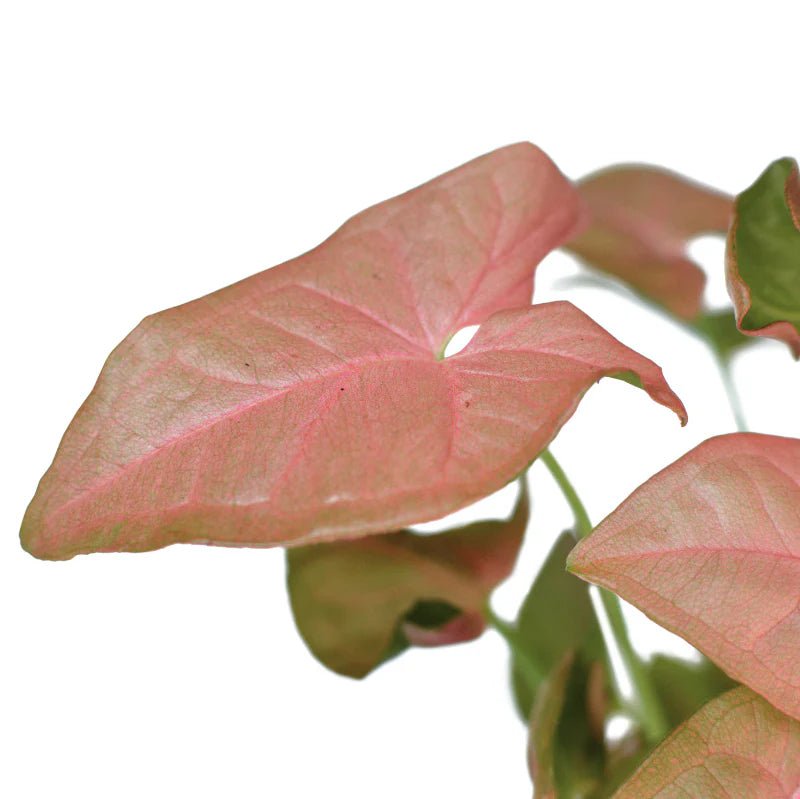 Syngonium Neon Robusta - Ladybird Nursery