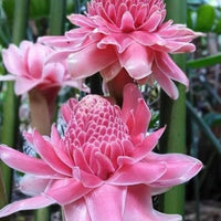 Etlingera elatior (Pink Torch Ginger)