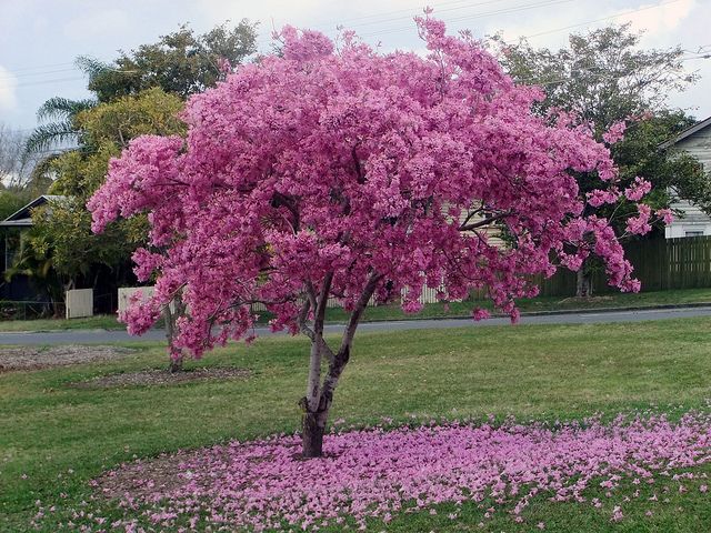 Pink Trumpet Tree (Tabebuia palmeri)