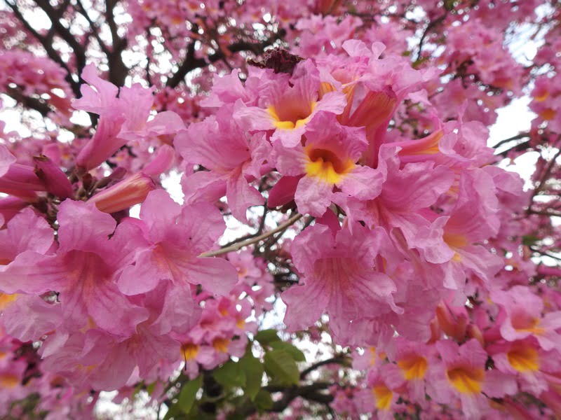 Pink Trumpet Tree (Tabebuia palmeri)