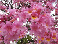 Pink Trumpet Tree (Tabebuia palmeri)