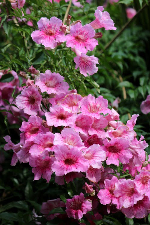 Pink Trumpet Vine (Bignonia Tecoma Pink)