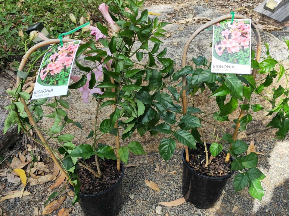 Pink Trumpet Vine (Bignonia Tecoma Pink) - Ladybird Nursery