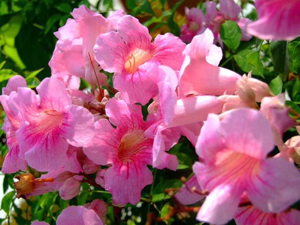 Pink Trumpet Vine (Bignonia Tecoma Pink)