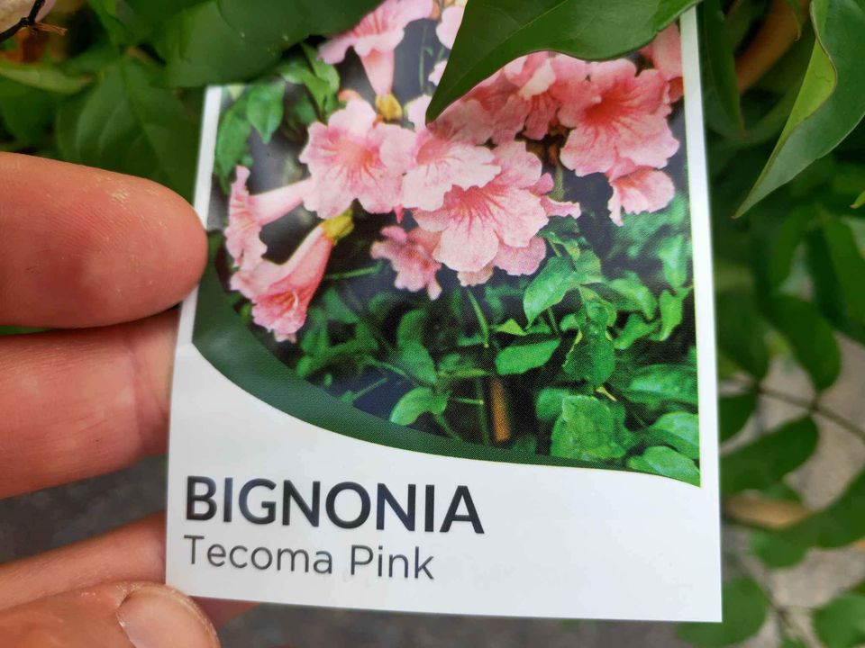 Pink Trumpet Vine (Bignonia Tecoma Pink) - Ladybird Nursery