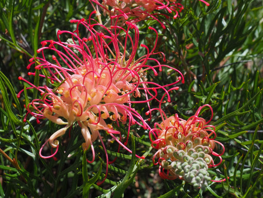 Grevillea 'Pink Profusion'