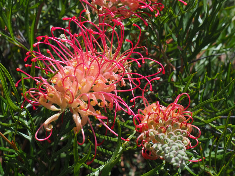 Grevillea 'Pink Profusion'