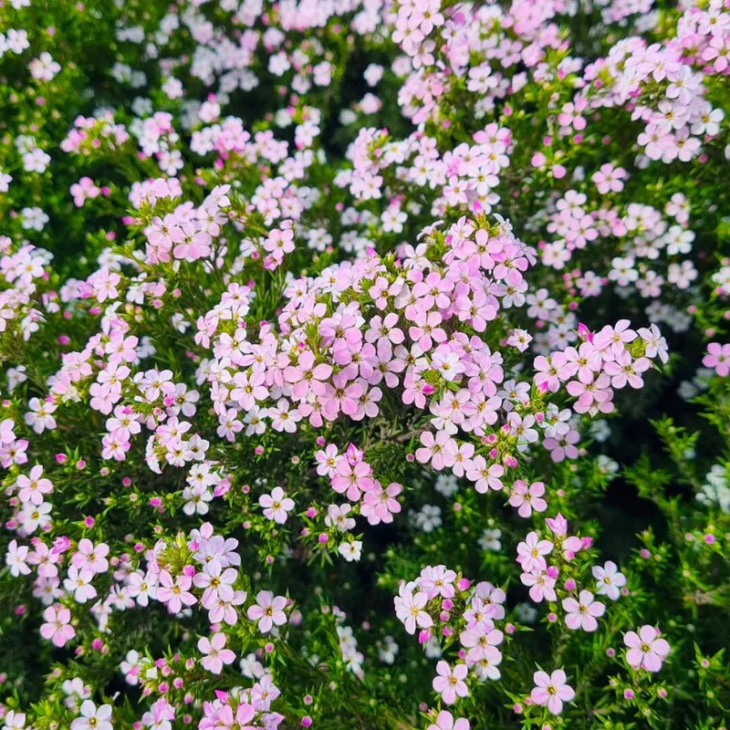 Pink Diosma (Coleonema) - Ladybird Nursery