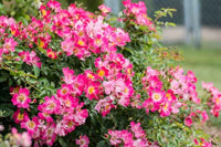 Rose DRIFT® Assorted (Rosa) - Ladybird Nursery