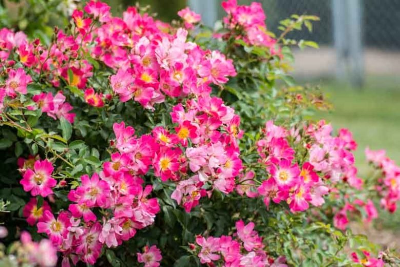 Rose DRIFT® Assorted (Rosa) - Ladybird Nursery