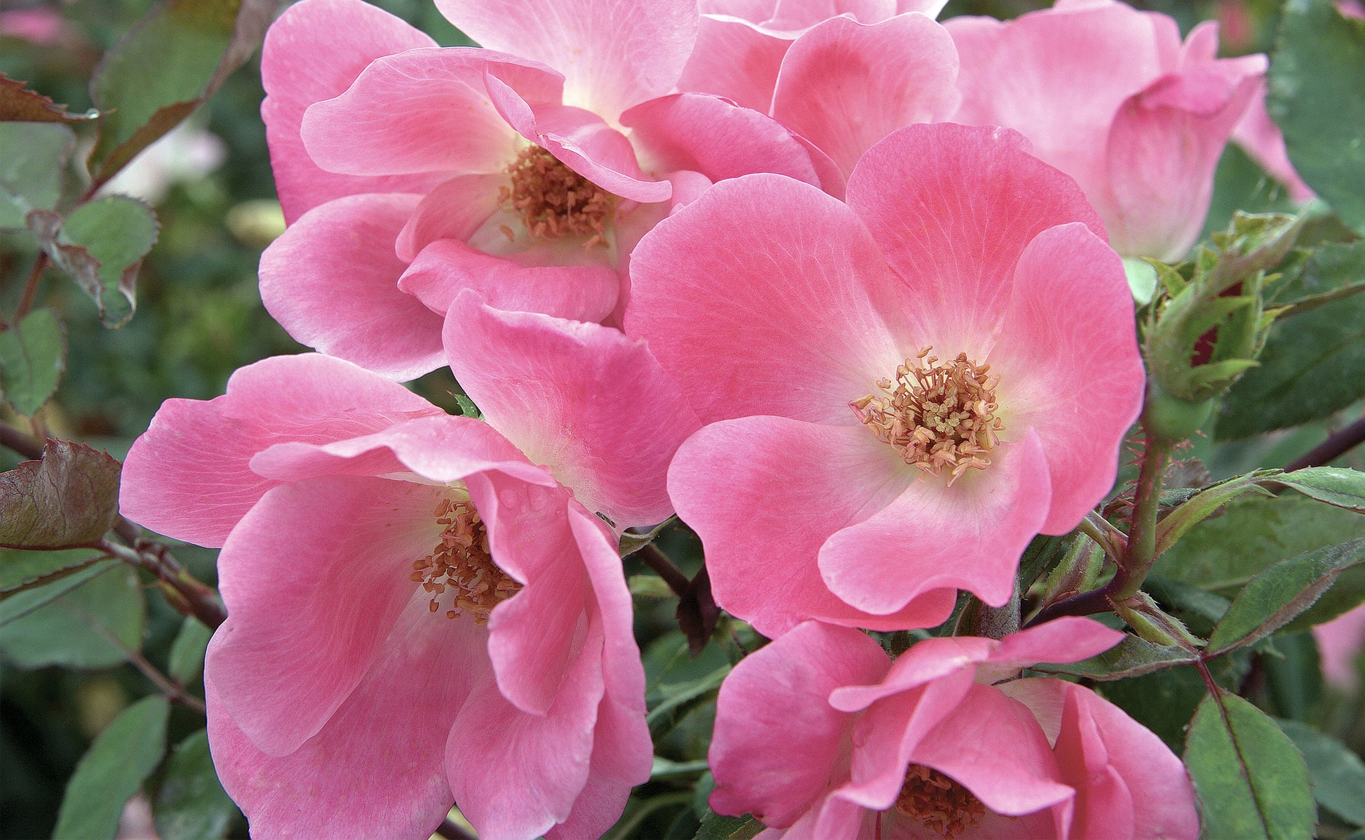 Rose RADCON Pink Knockout® (Rosa)