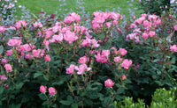 Rose RADCON Pink Knockout® (Rosa) - Ladybird Nursery