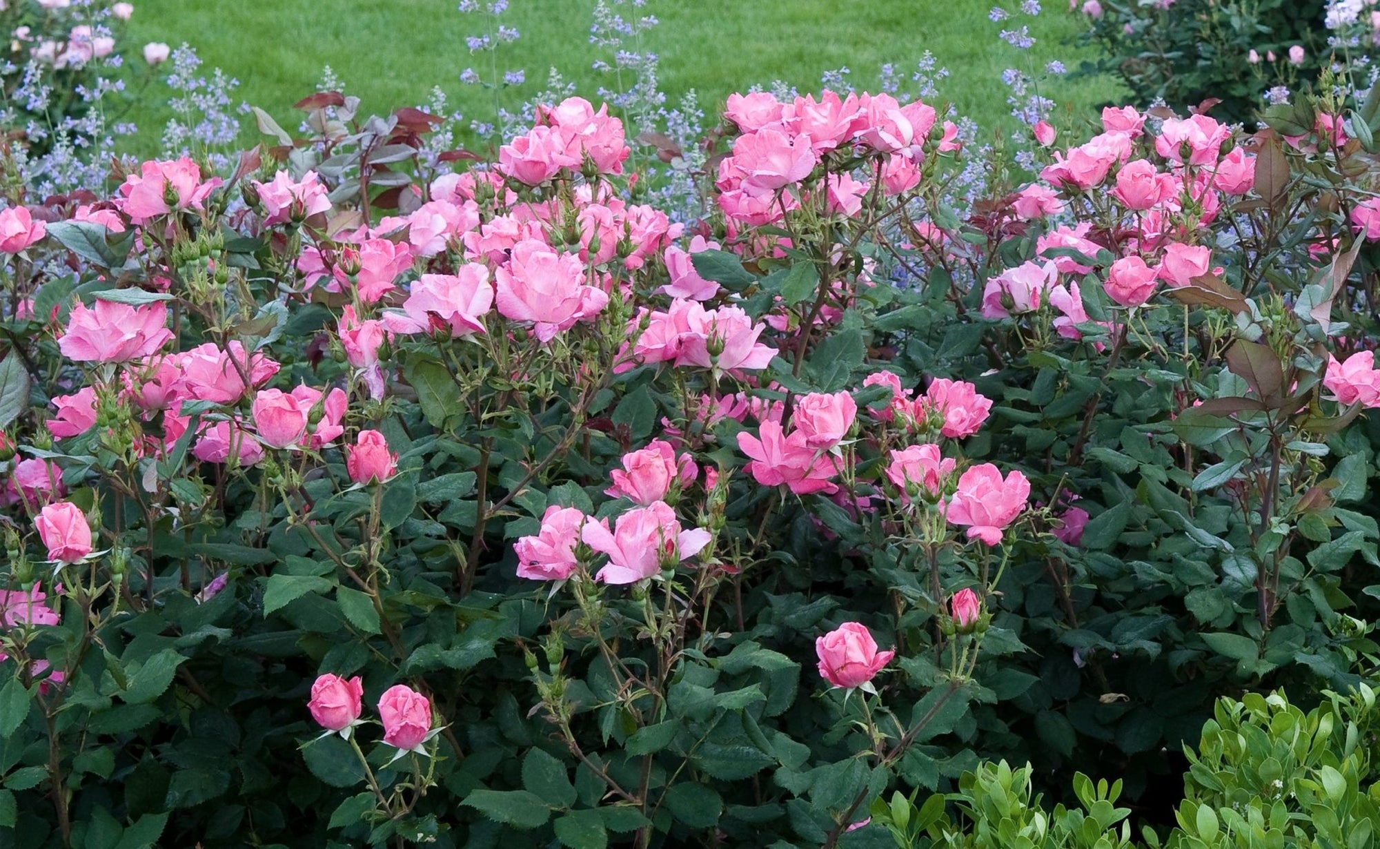 Rose RADCON Pink Knockout® (Rosa) - Ladybird Nursery