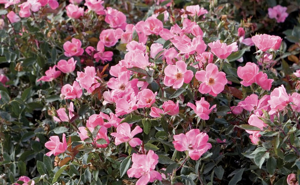 Rose RADCON Pink Knockout® (Rosa) - Ladybird Nursery