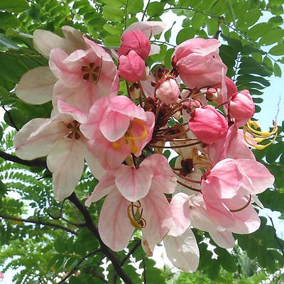 Pink Shower Tree (Cassia javanica) - Ladybird Nursery