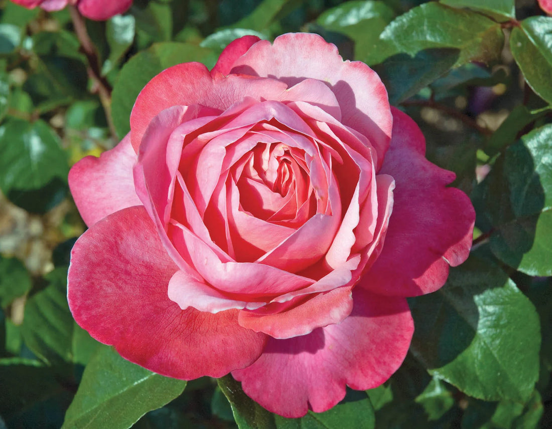 Rose Flamingo (Rosa) - Ladybird Nursery