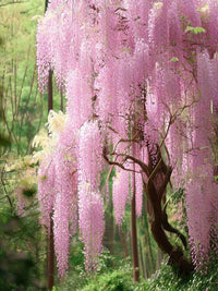 Japanese Wisteria Kuchi-Beni (Wisteria floribunda)
