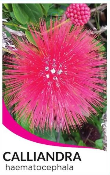 Pink Powder Puff (Calliandra Haematocephala 'Rosea') - Ladybird Nursery