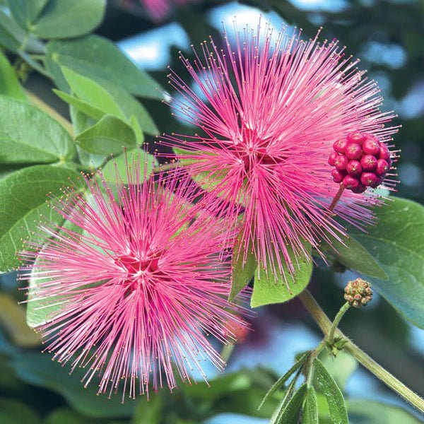 Pink Powder Puff (Calliandra Haematocephala 'Rosea') - Ladybird Nursery