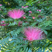 Pink Powder Puff (Calliandra Haematocephala 'Rosea') - Ladybird Nursery