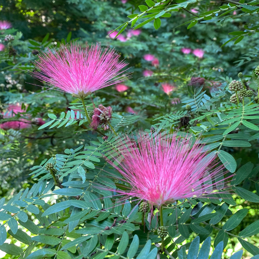 Pink Powder Puff (Calliandra Haematocephala 'Rosea') - Ladybird Nursery