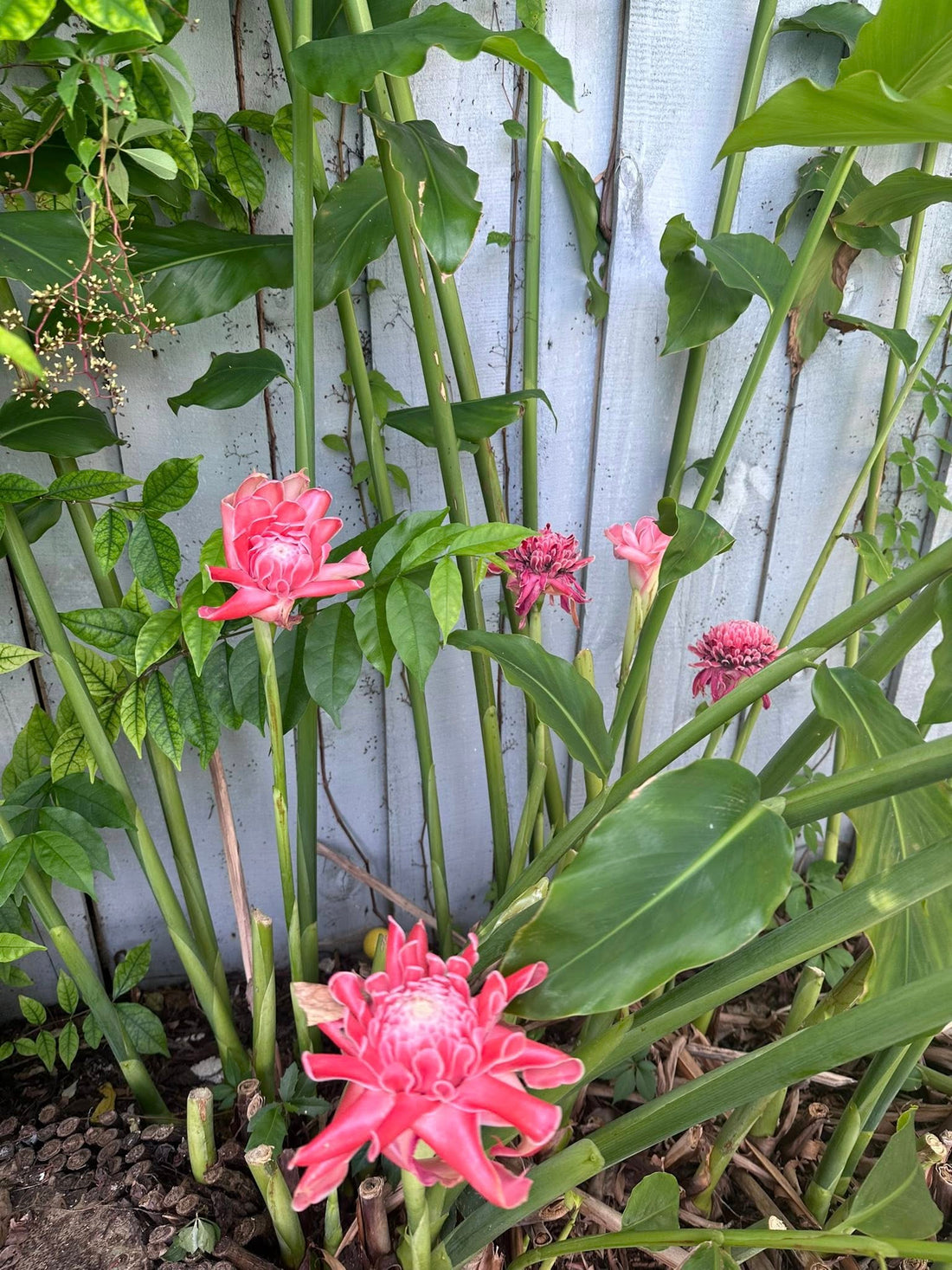 Pink Torch Ginger ‘Burmese Pink' (Etlingera elatior) - Ladybird Nursery