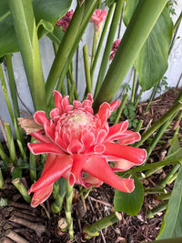 Pink Torch Ginger ‘Burmese Pink' (Etlingera elatior) - Ladybird Nursery