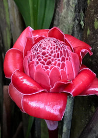 Pink Torch Ginger ‘Burmese Pink' (Etlingera elatior) - Ladybird Nursery