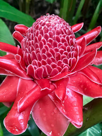 Pink Torch Ginger ‘Burmese Pink' (Etlingera elatior) - Ladybird Nursery