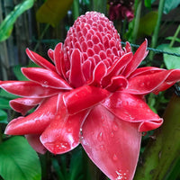 Pink Torch Ginger ‘Burmese Pink' (Etlingera elatior) - Ladybird Nursery
