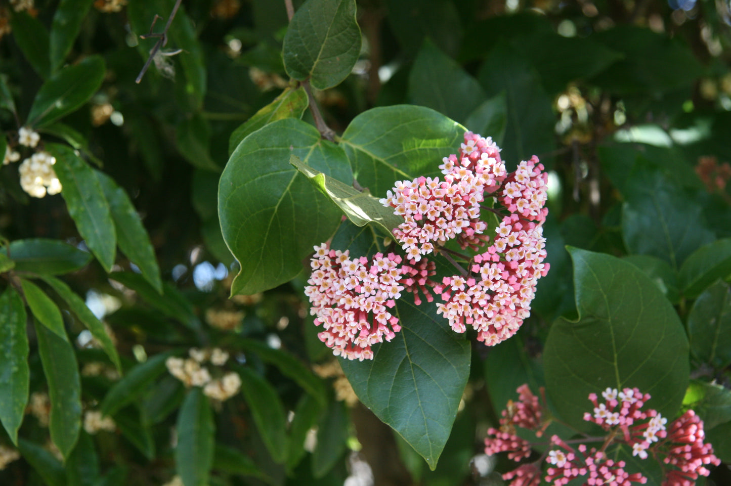 Yellow Throat (Rondeletia amoena)