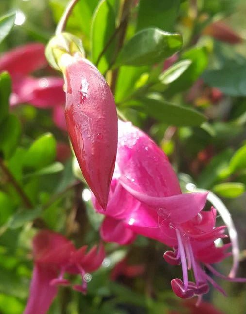 Pink Passion Emu Bush (Eremophila maculata) - Ladybird Nursery
